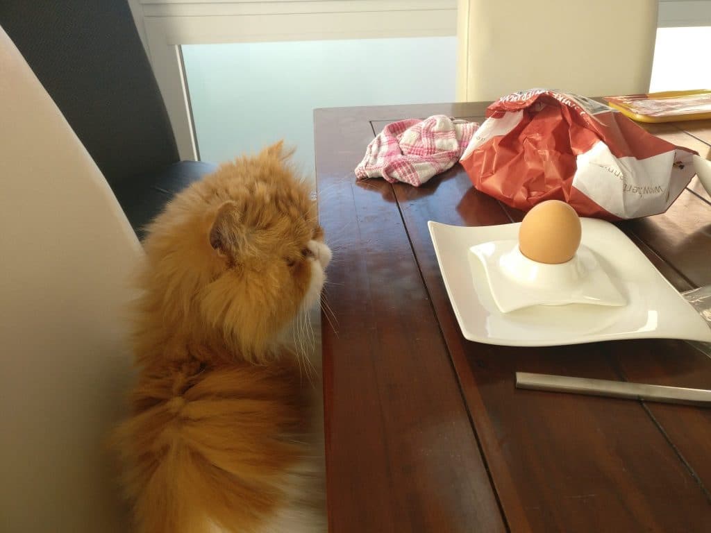 A cat at the breakfast table, looking at a boiled egg