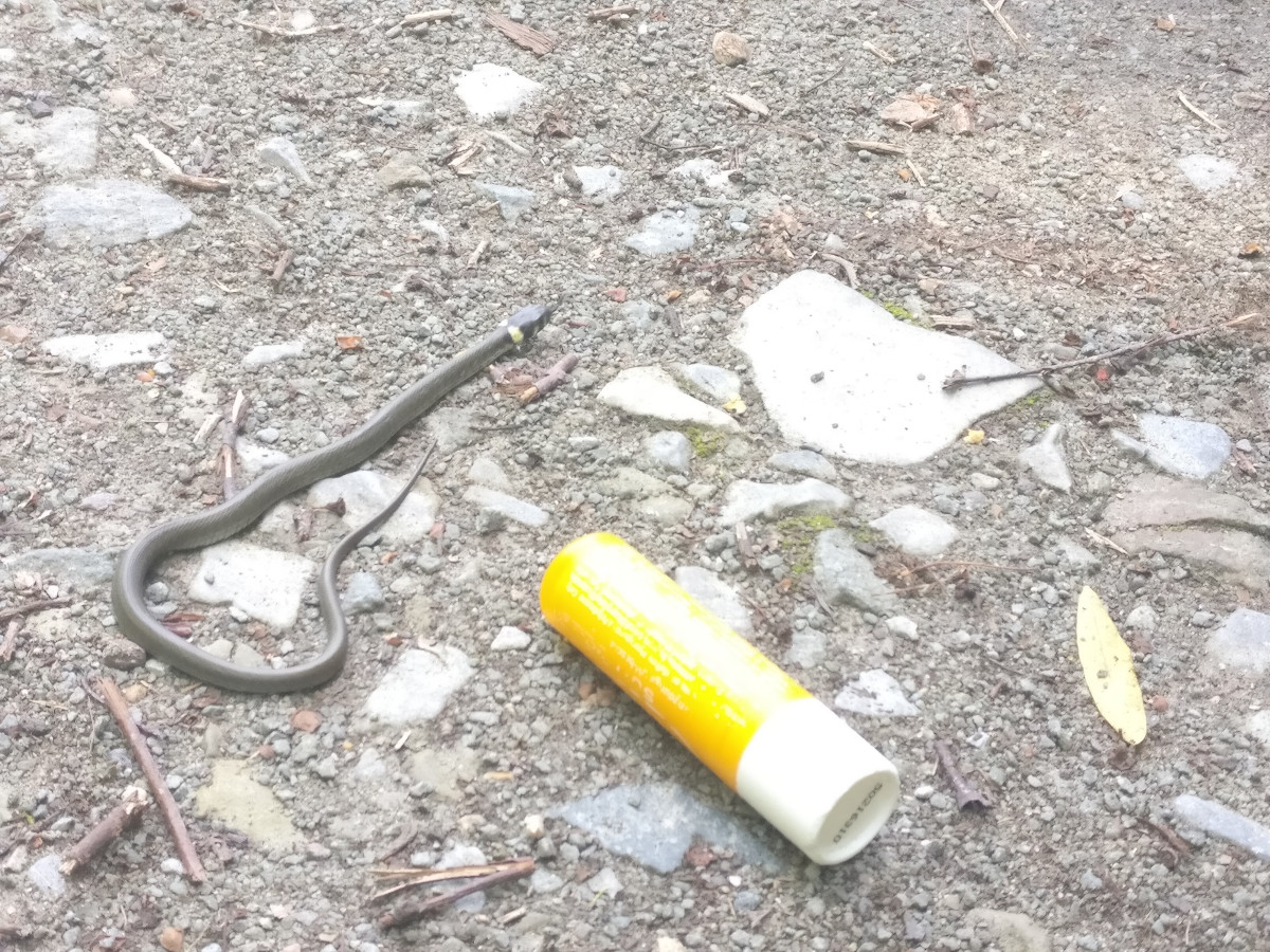 A small snake and a stick of Labello